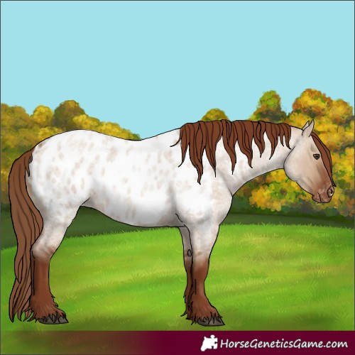 Horse Color:Red Dun Roan Near Leopard