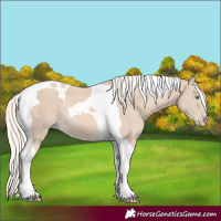 Horse Color:Cremello Tobiano 