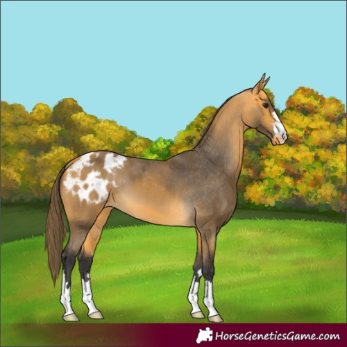 Horse Color:Buckskin Appaloosa