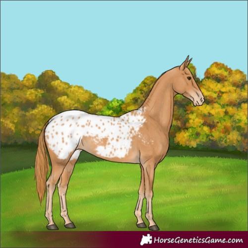 Horse Color:Chestnut Appaloosa 
