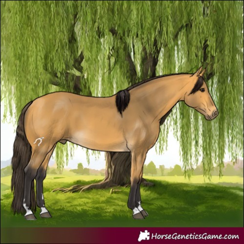 Horse Color:Buckskin 