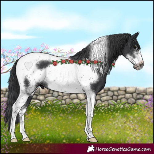 Horse Color:Black Sabino Tobiano Frame Rabicano 