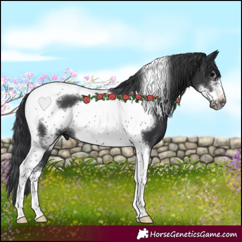 Horse Color:Black Sabino Tobiano Frame Rabicano 