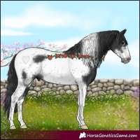 Horse Color:Black Sabino Tobiano Frame Rabicano 