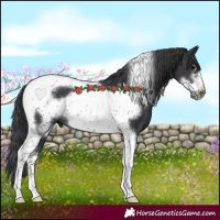 Horse Color:Black Sabino Tobiano Frame Rabicano 