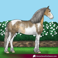 Horse Color:Silver Buckskin Dun Sabino Tobiano Rabicano