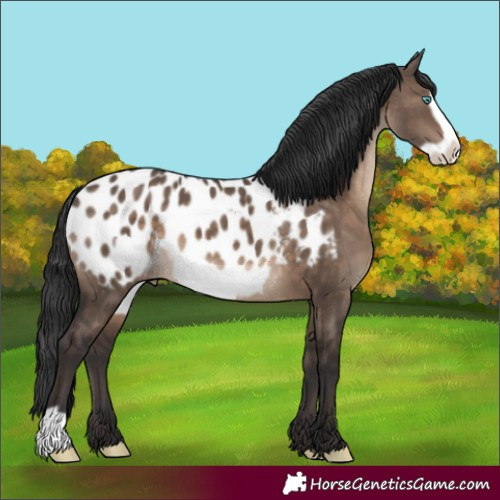 Horse Color:Brown Dun Frame Appaloosa