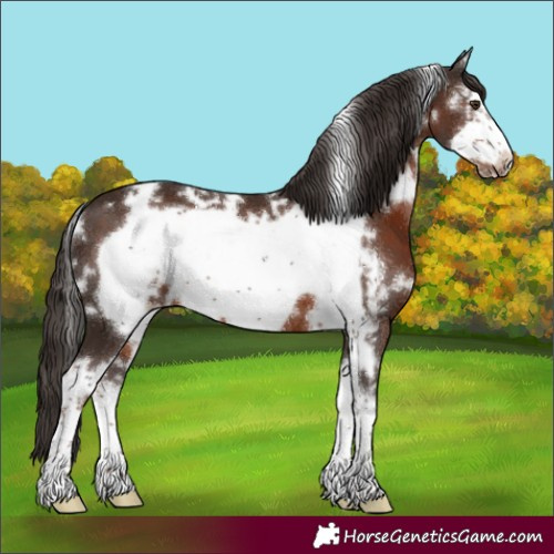 Horse Color:White Spotted Liver Chestnut Sabino Frame 