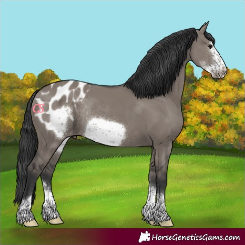 Horse Color:Grullo Sabino Frame Appaloosa Rabicano 