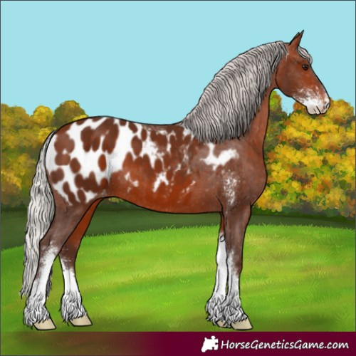 Horse Color:Silver Bay Sabino Appaloosa 