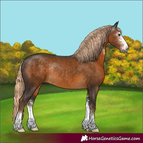 Horse Color:Gray Chocolate Palomino Sabino Rabicano 