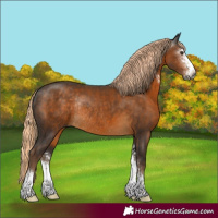 Horse Color:Gray Chocolate Palomino Sabino Rabicano 