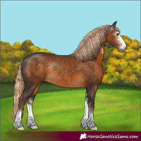 Horse Color:Gray Chocolate Palomino Sabino Rabicano 