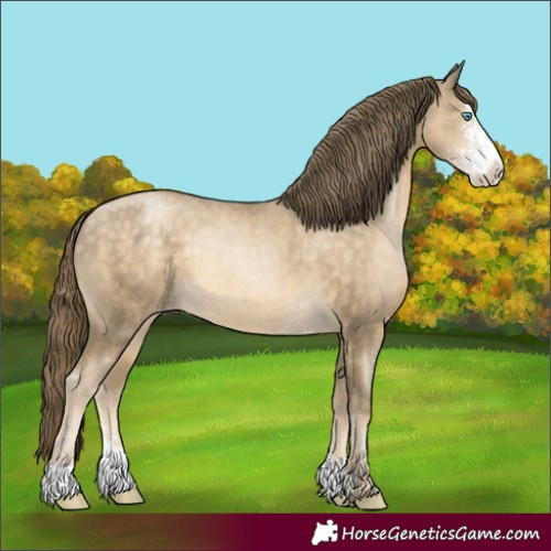 Horse Color:Buckskin Pearl Sabino