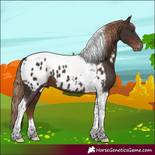 Horse Color:Liver Chestnut Tobiano Appaloosa