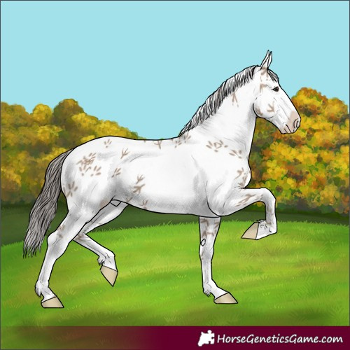Horse Color:White Spotted Classic Champagne 
