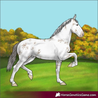 Horse Color:White Spotted Classic Champagne 