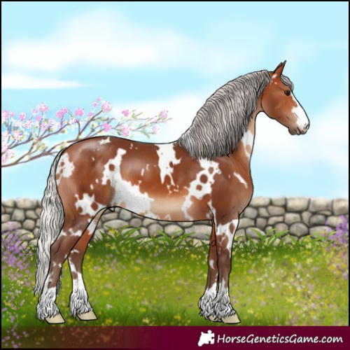 Horse Color:White Spotted Silver Bay 