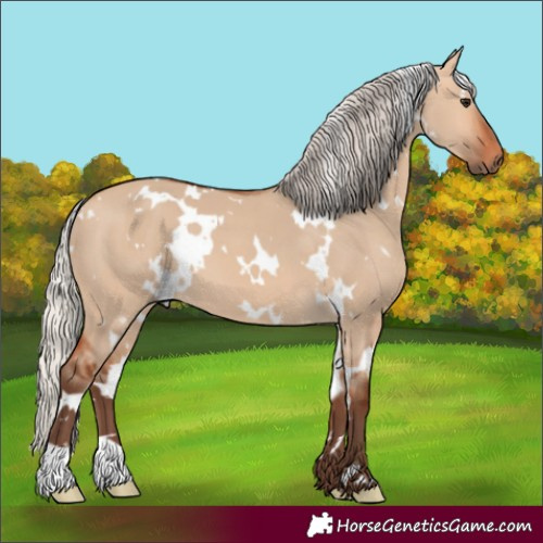 Horse Color:White Spotted Silver Bay Dun 