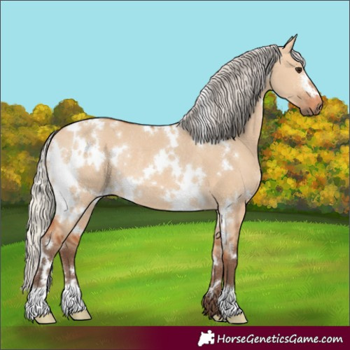 Horse Color:White Spotted Silver Bay Dun Rabicano 