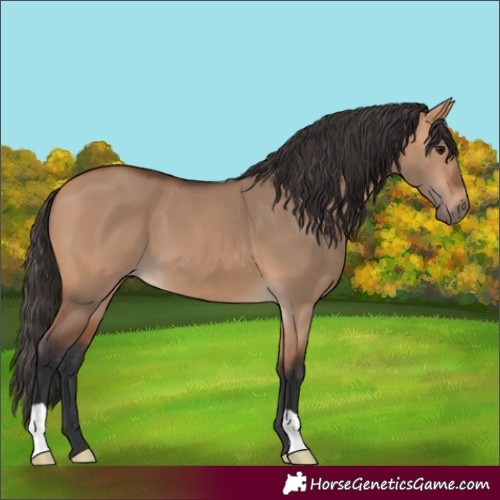 Horse Color:Bay Dun