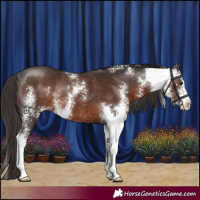 Horse Color:Liver Chestnut Sabino Rabicano 
