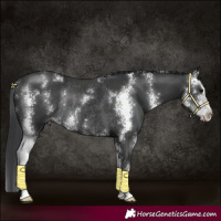 Horse Color:Black Sabino Rabicano