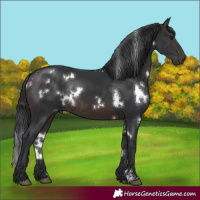 Horse Color:White Spotted Brown Rabicano