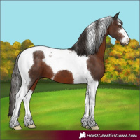 Horse Color:Liver Chestnut Tobiano