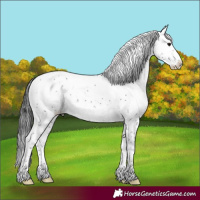 Horse Color:Black Sabino