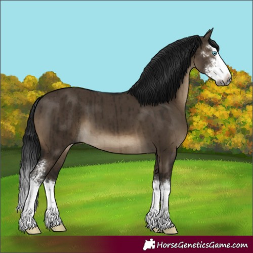 Horse Color:Gray Brown Dun Sabino Splash Brindle