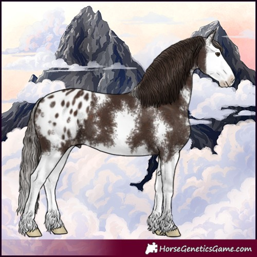 Horse Color:Liver Chestnut Sabino Splash Appaloosa 