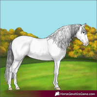 Horse Color:Black Sabino Appaloosa 