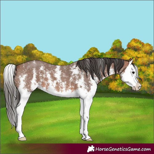 Horse Color:Bay Sabino Splash 