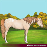 Horse Color:Amber Champagne Pearl Tobiano Appaloosa 