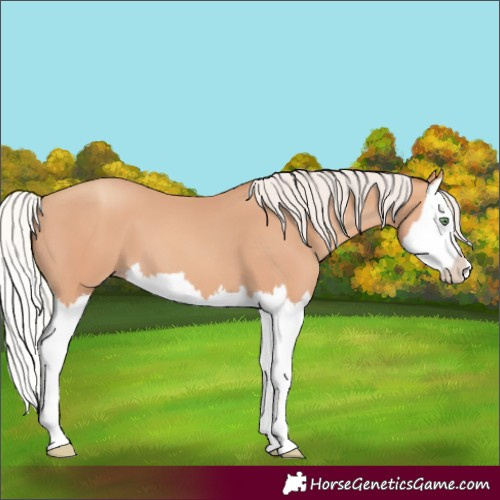 Horse Color:Silver Amber Champagne Splash