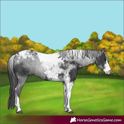 Horse Color:Black Sabino Tobiano 