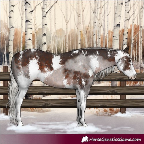 Horse Color:Silver Brown Sabino 