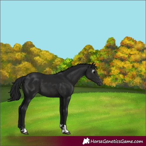 Horse Color:Gray Black 