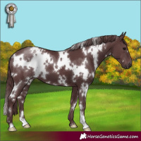 Horse Color:White Spotted Chocolate Black 