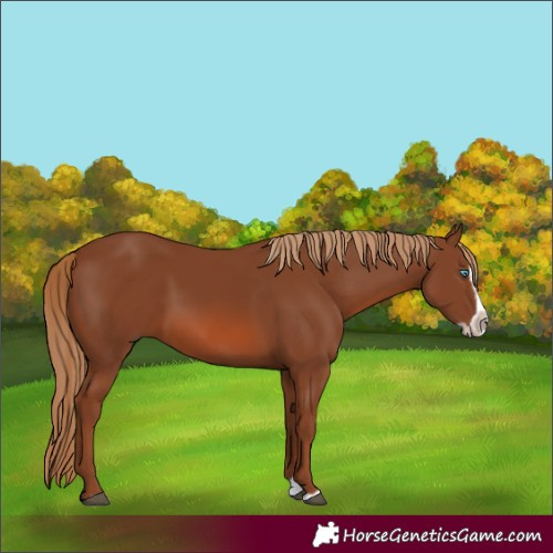 Horse Color:Chestnut Splash Frame 
