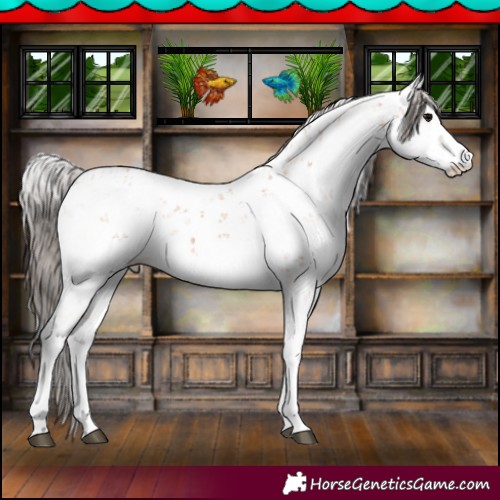 Horse Color:Bay Sabino 