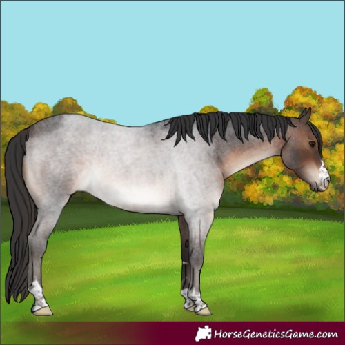 Horse Color:Brown Roan Rabicano 