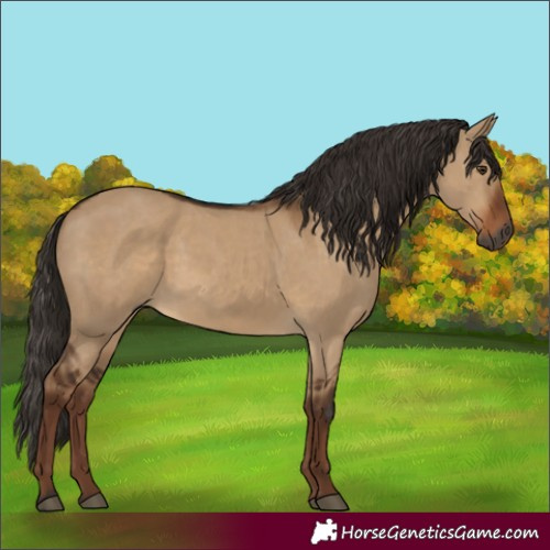 Horse Color:Gray Liver Red Dun Rabicano
