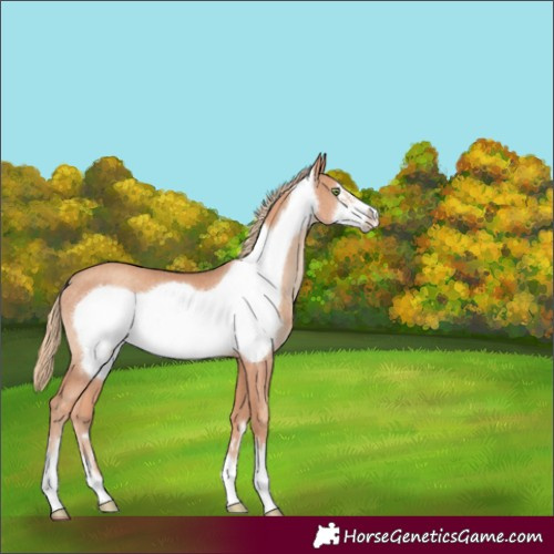 Horse Color:Gold Champagne Frame Rabicano