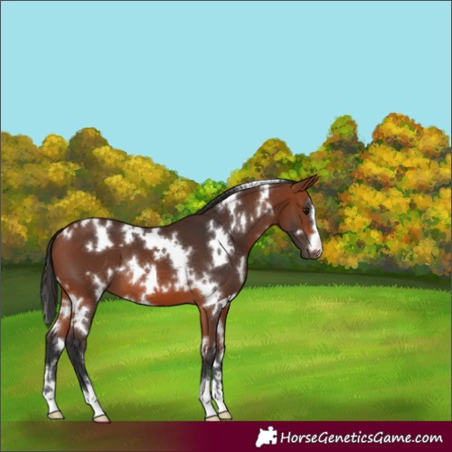 Horse Color:White Spotted Bay