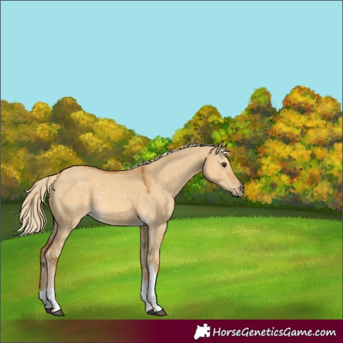 Horse Color:Palomino Dun Tobiano 