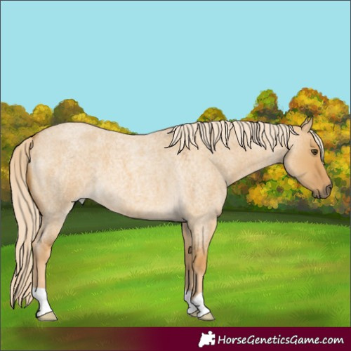 Horse Color:Palomino Roan Dun 
