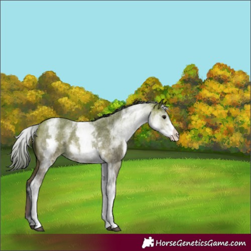 Horse Color:White Spotted Bay Roan 