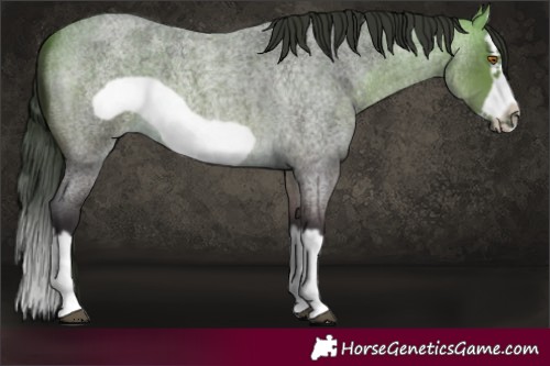 Horse Color:Buckskin Roan Splash Frame 